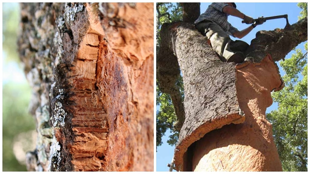 Сбор сырья пробкового дерева